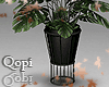 Black Vase Plant