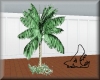 PBS Palm Tree1 Single