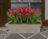 tulip planter