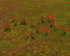 The Field Flowers