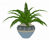 Potted Fern 5