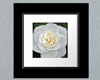 White Rose -Square Frame