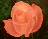 Pink Coral Rose Painting