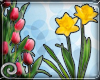 EDJ Tulips & Daffodil