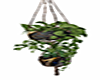 BEAUTIFUL PLANTS