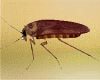 Animated Cockroach 
