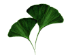 gingko leaves