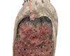 kanda gensen 1720