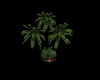 Classic Palm Tree...