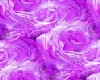 Roses of Purple
