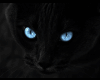 (DL) Cat Blue Eyes