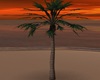 NZ Palm Tree