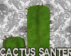 Jm Cactus Santeria 2 Drv