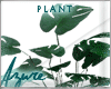 *A* Winter Plant
