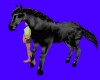 (S) BLACK+GRAY HORSE