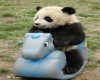 Panda snuggle Chair