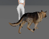 Guard Shepherd Dog