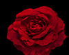 Dripping Rose - Blood
