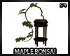 Bonsai Maple