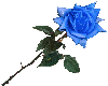 :) BLue Rose