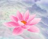 Pink Lotus Meditation