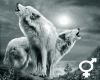 *B* Wolf Sounds - Pack 1