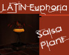 Latin Euphoria Plant 1
