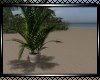 **Beautiful Plant 2