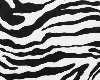 zebra cup