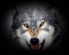 Sticker Wolf 7