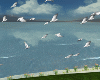 Flying Flock of Doves