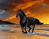 Black Horse Sunset Frame