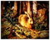 medieval rabbit