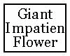 Giant Impatien Flower