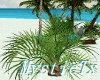[M] Tropical Plant 3