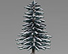 Winter Snow Covered Pine