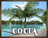 Cocua Palm Tree