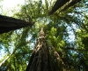 Redwood Dome
