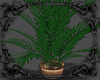 Island Potted Plant