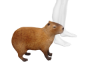 Capybara Pet