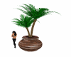 EP Large Potted Palm