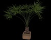 Palm Plant potted