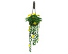 Hanging Yellow Flowers