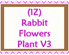 Rabbit Flowers Plant V3