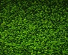 grass