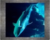 Aqua Club Shark