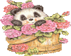 Panda in rose basket