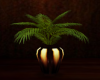 :YL:Lucid plant