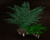[CI]My Place Plants 2