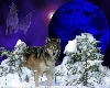 Cool Wolf Pic w/frame